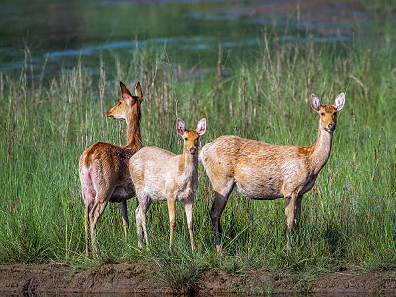 Gir National Tour Packages