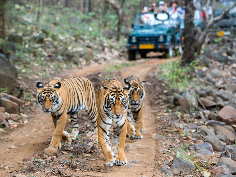 Wild Safari Packages